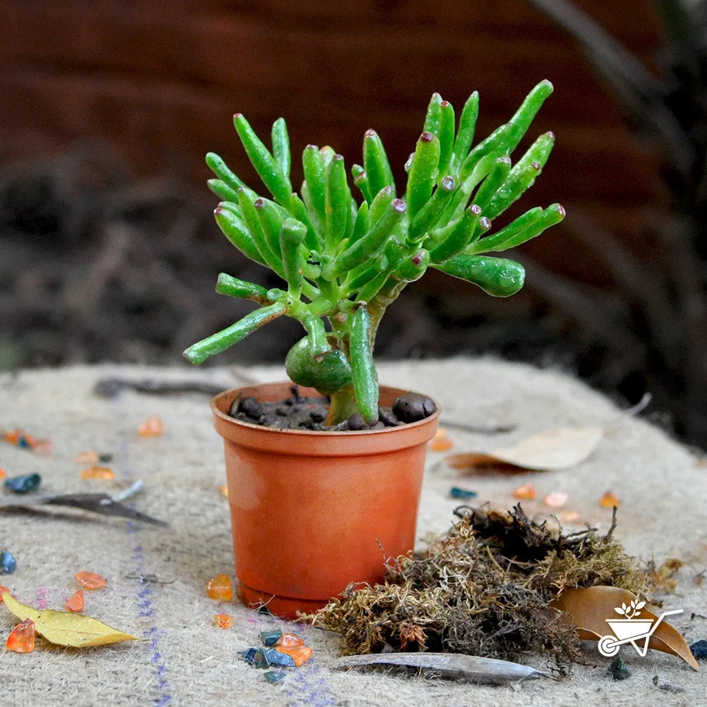 Crassula Ovata Gollum Succulent Plant